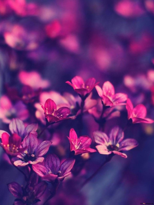 фиолетовые цветки