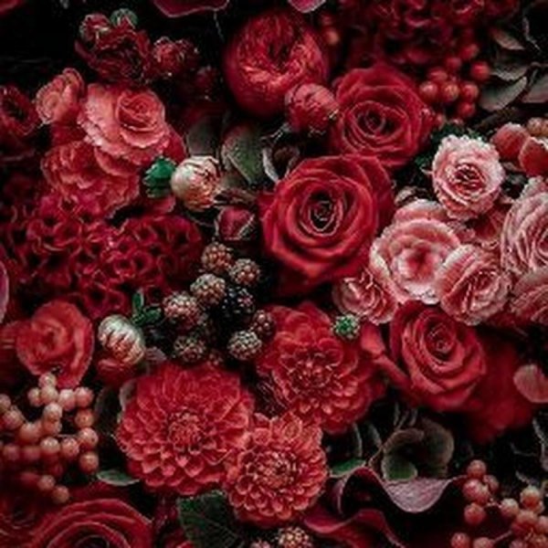 красные цветки