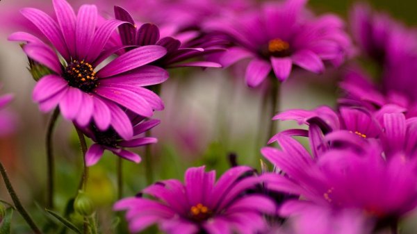 что такое цветок