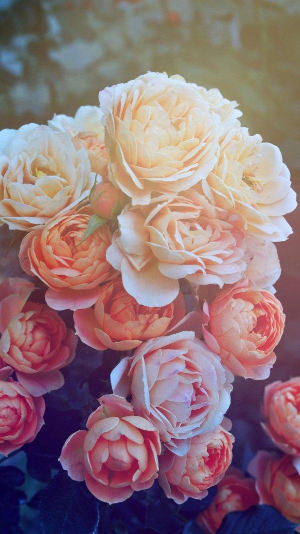 нюдовые пионы