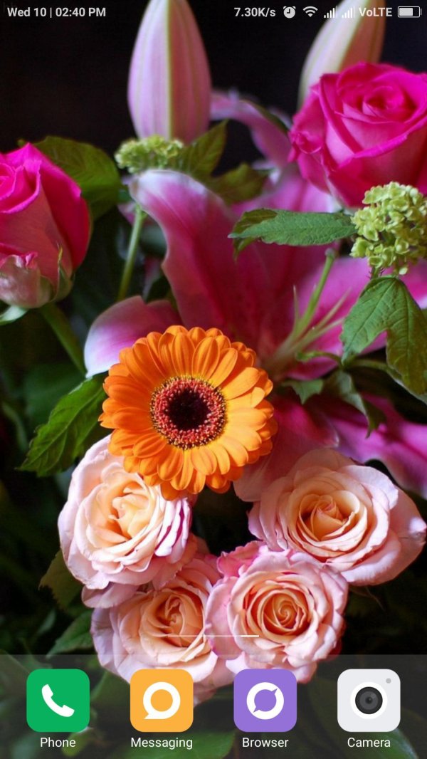 оранжевая гербера