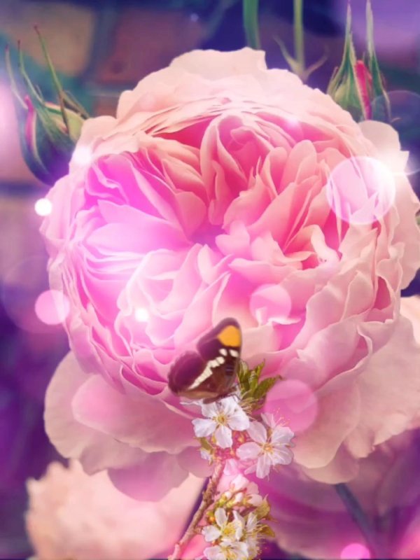 цветочные фоны