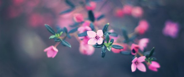 цветок красивый