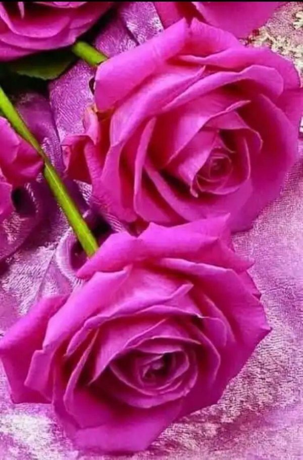 роза фиолетовая