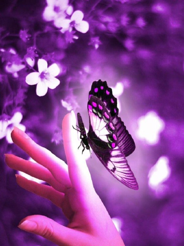 аватар бабочка