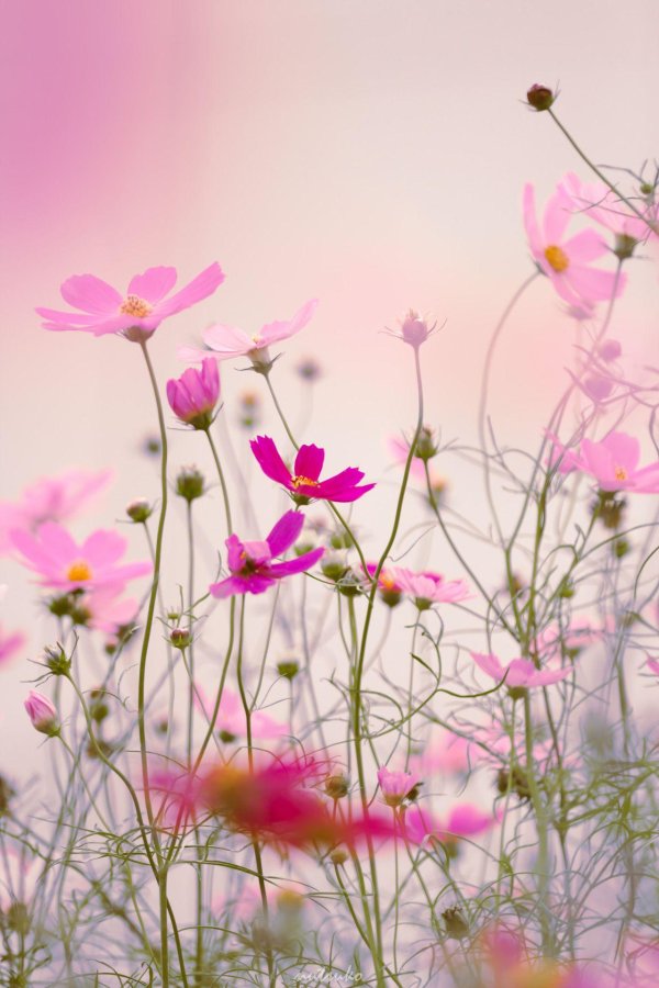 космея луговая