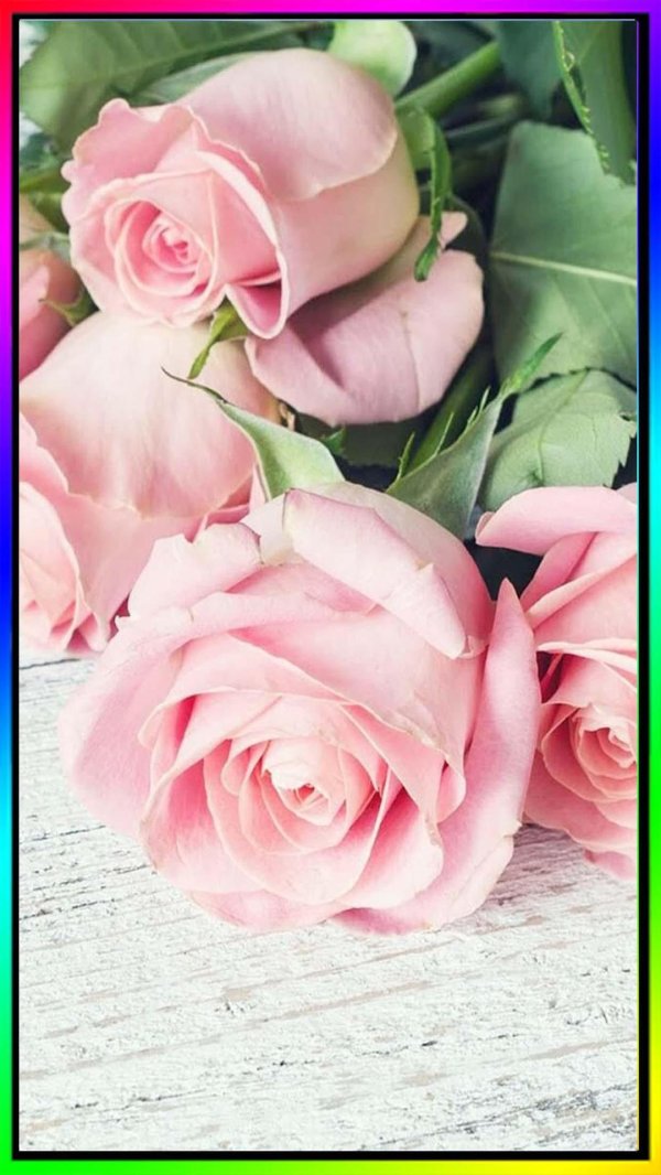 нежные розовые розы