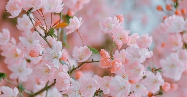 цветочные фоны