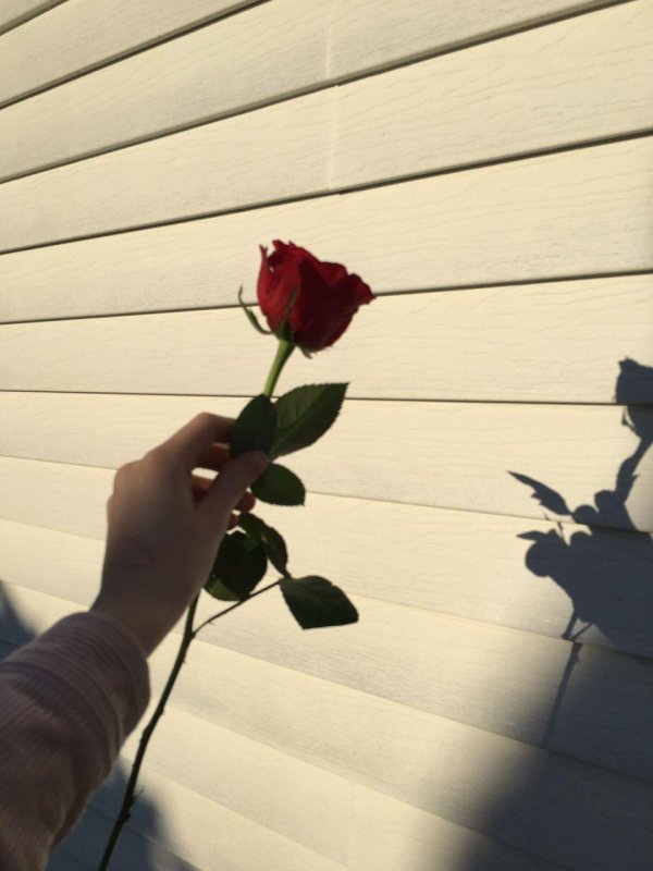 тень эстетика