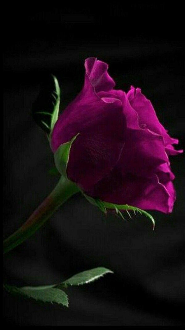 темно фиолетовые розы