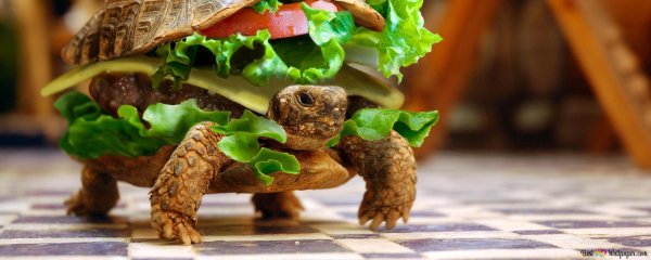 веселая черепашка