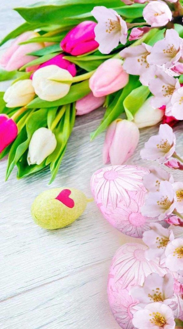 красивые цветы тюльпаны