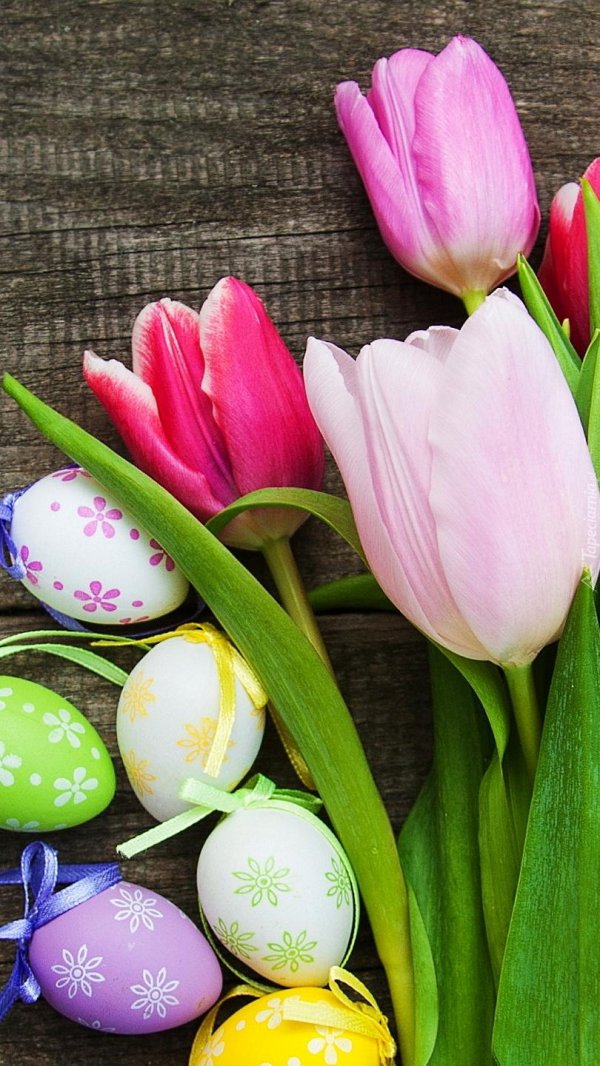 весенние тюльпаны