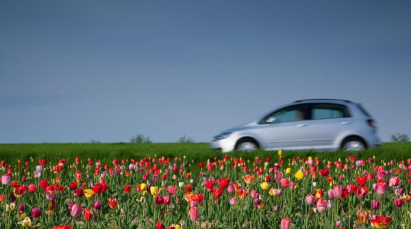 тюльпаны поле