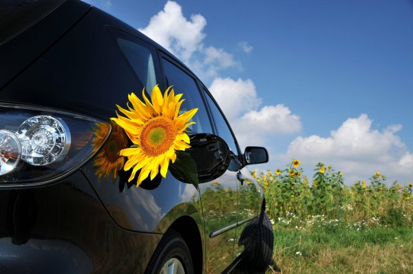 подсолнух в поле