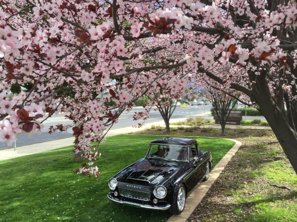 цветет сакура