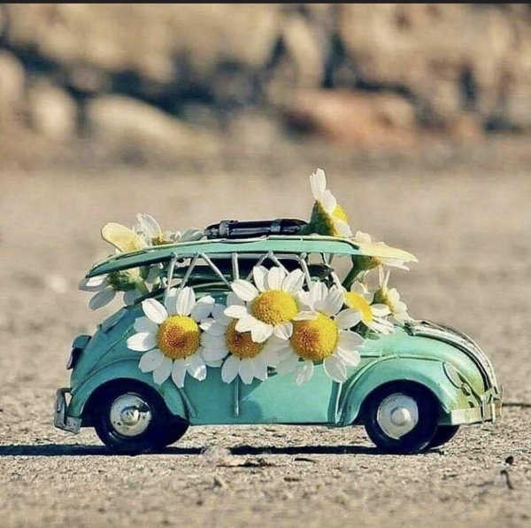 ромашки в машине