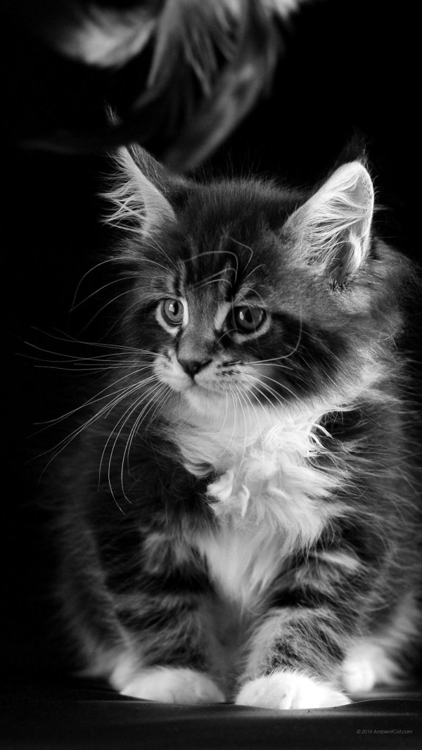 котенок черно белый