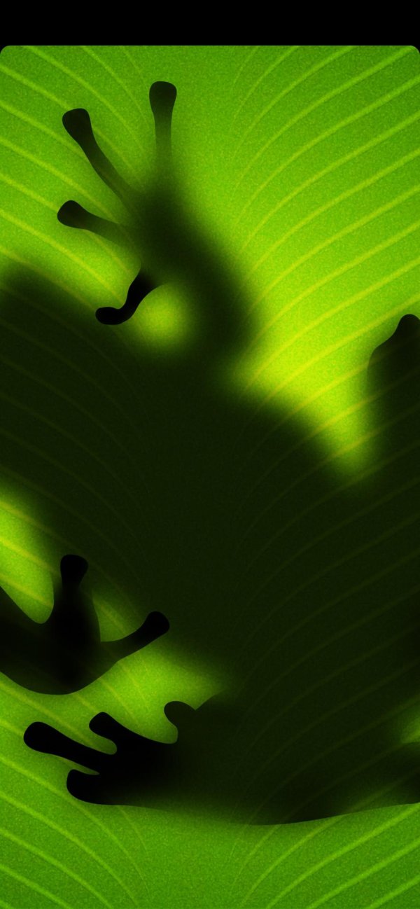 тень лягушки