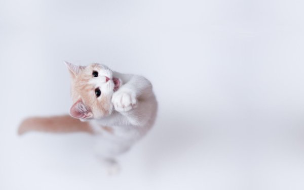 игривая кошечка