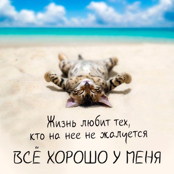 кошка релаксирует