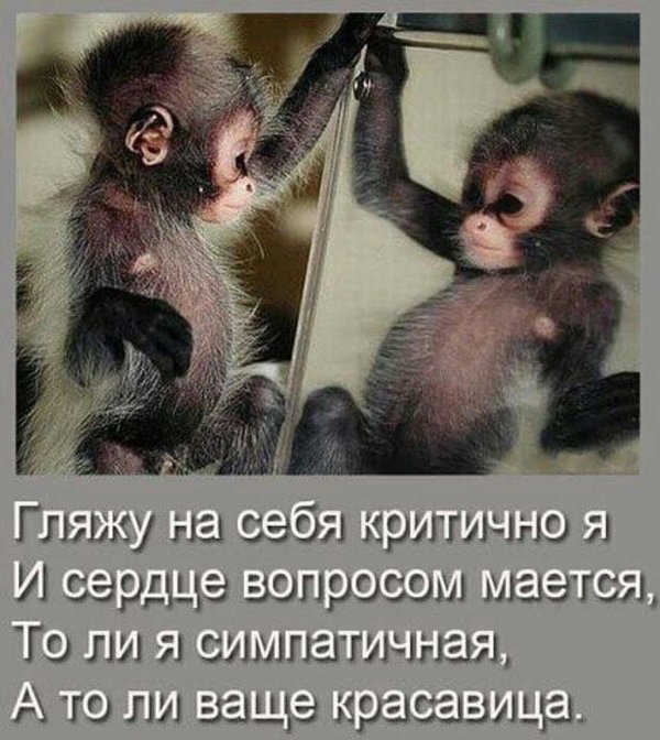 обезьянки две