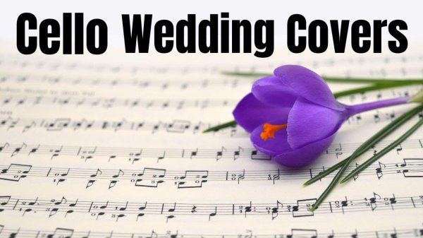 крокус шафран