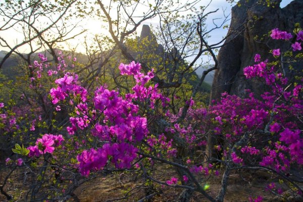 багульник дальневосточный