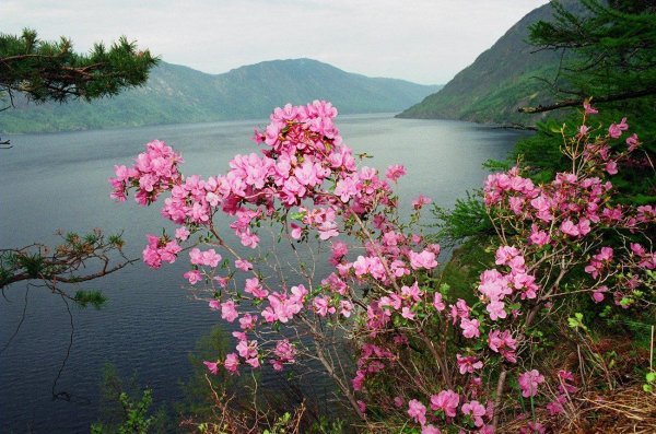 забайкалье багульник цветет