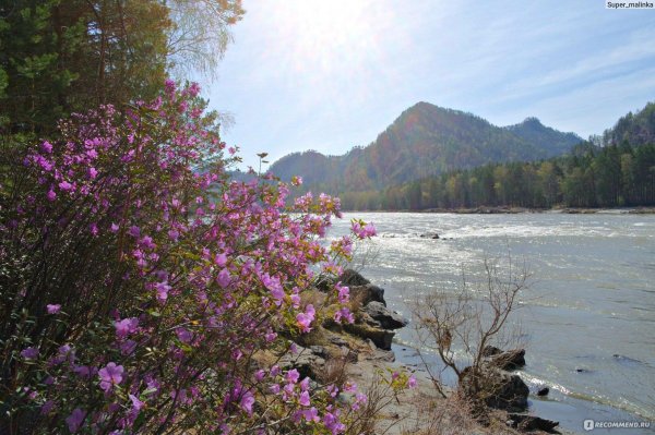 алтай цветение маральника