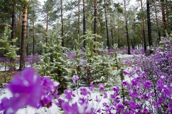 багульник забайкальский