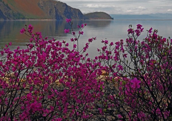 цветение багульника на байкале