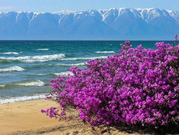 багульник байкальский