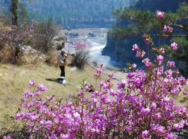 маральник горный алтай цветет