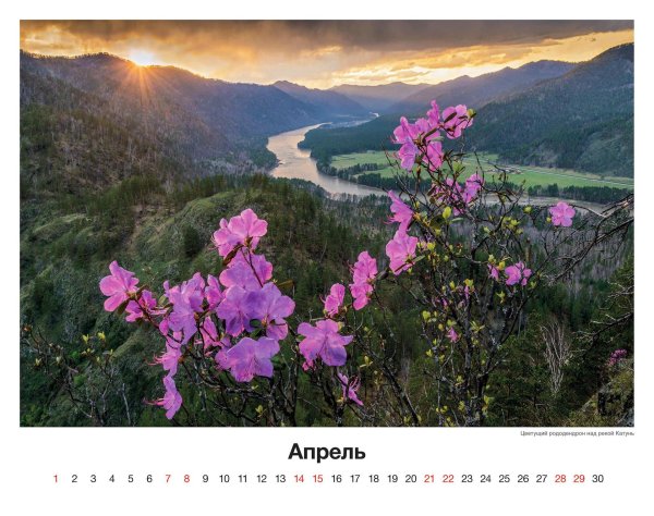 цветущий маральник