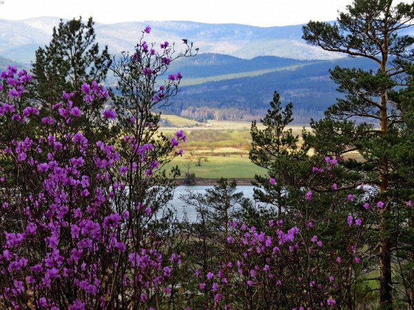 рододендрон даурский маральник