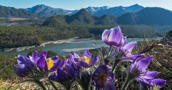 сон трава прострел