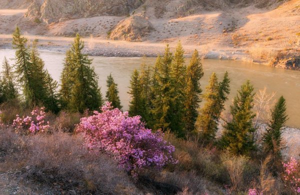 цветение маральника горный алтай
