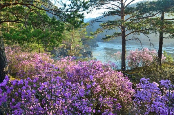 багульник сопки забайкальский