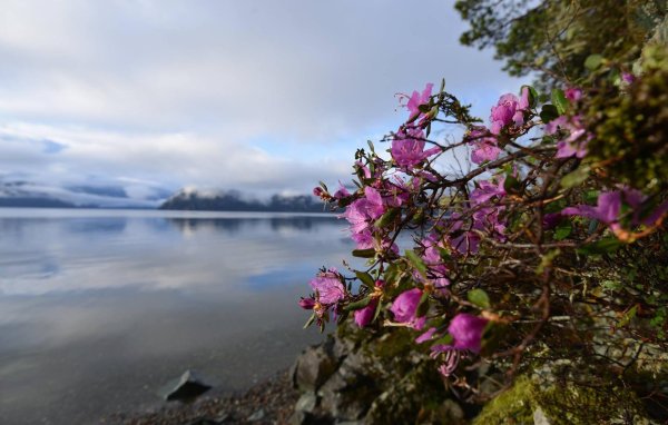 рододендрон ледебура маральник