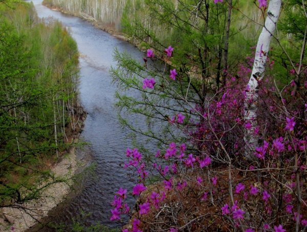 природа забайкалья багульник
