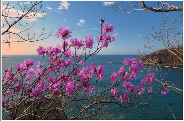 багульник приморье