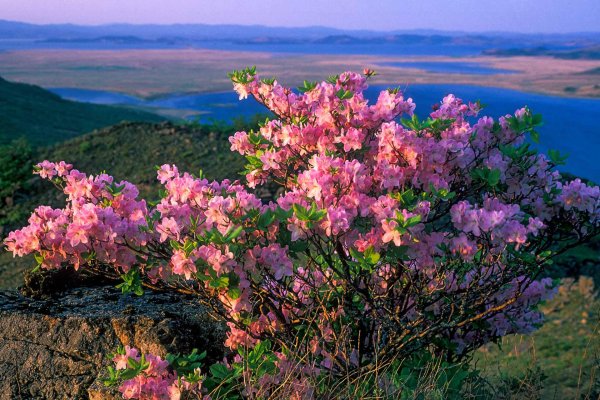рододендрон сихотэ алинский