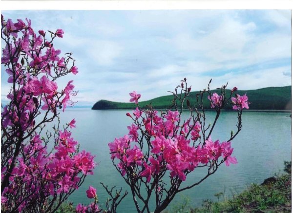 багульник забайкалье