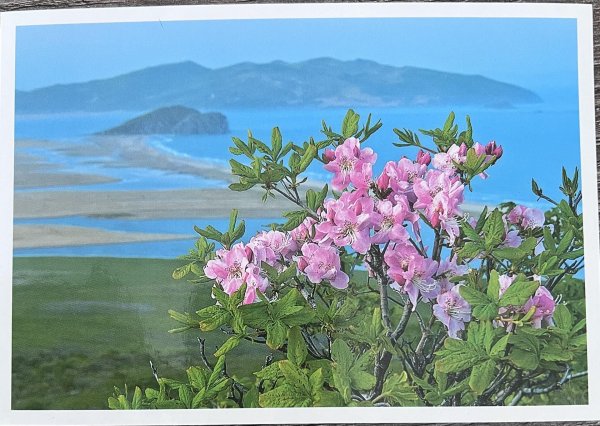 рододендрон шлиппенбаха