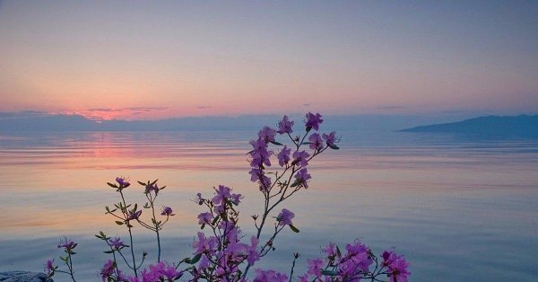 северобайкальск багульник