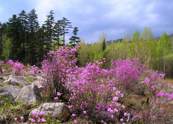 рододендрон даурский маральник