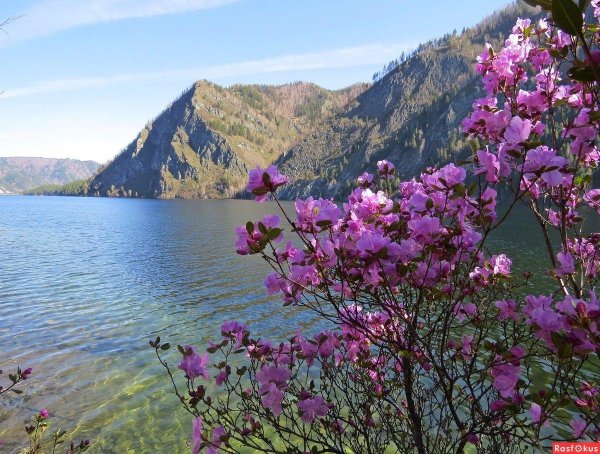 телецкое озеро маральник