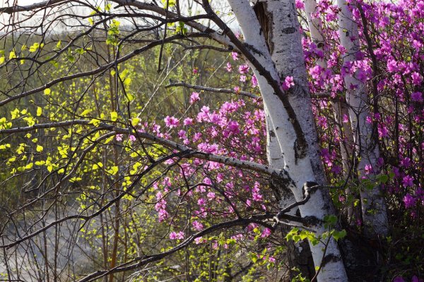 Весна на дальнем востоке