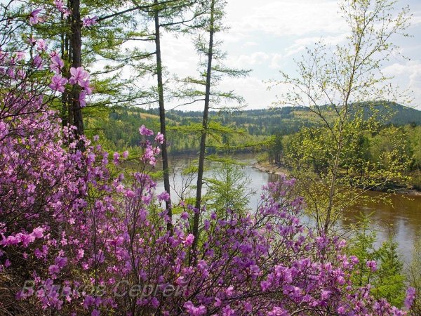 багульник сибирский